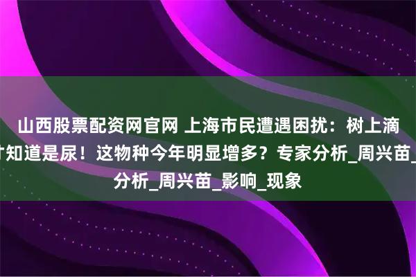 山西股票配资网官网 上海市民遭遇困扰：树上滴水，舔了才知道是尿！这物种今年明显增多？专家分析_周兴苗_影响_现象